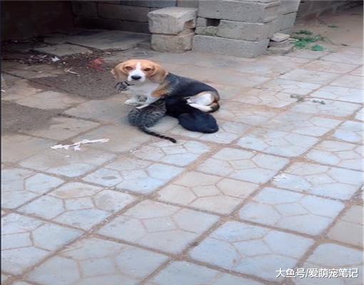 两只小猫刚出生就失去了妈妈，比格犬主动照顾它们到长大，好感动