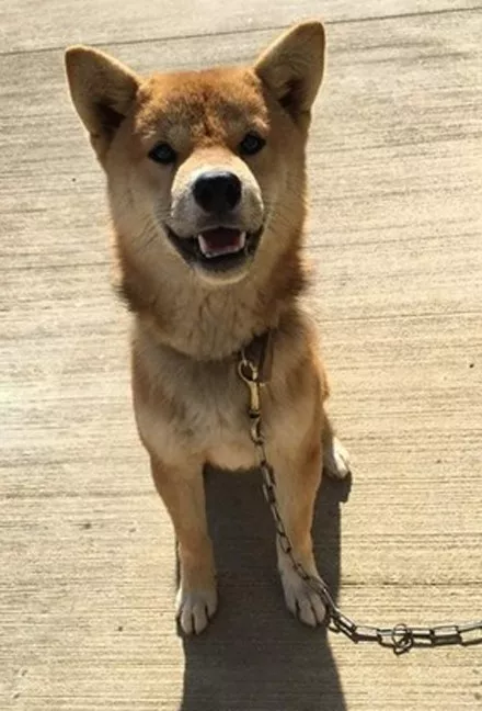 柴柴收留流浪狗，并将自己的食物和窝窝主动让出