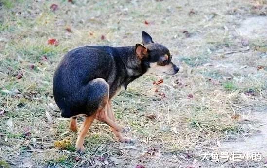 大小便定点训练完，狗狗还是乱撒尿？训犬师推荐按这7点做