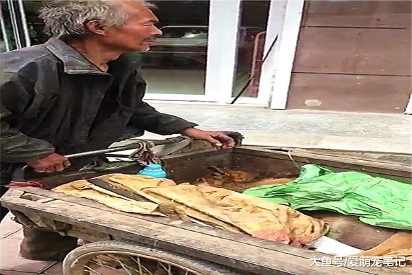 狗狗生病输液时，拾荒老人守在一旁全身心的呵护着它，画面好心酸