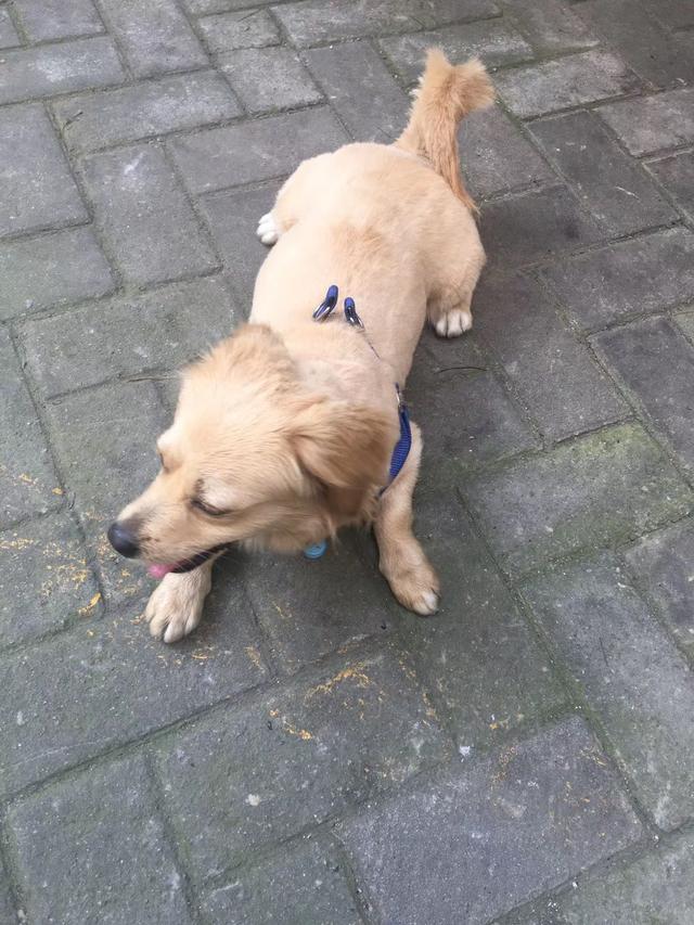 成都市高新区龙湖九里睛川南门小广场丢失一只米黄色串狗