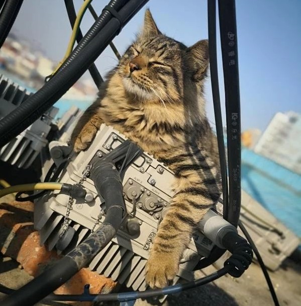 别人的狸花猫不是爱睡觉就是胖胖的，而我的狸花猫则是一只模特猫