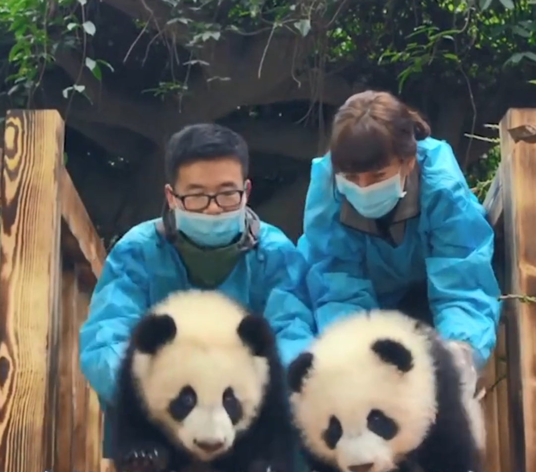 熊猫生崽有多傲娇？全凭心情，还会假孕！饲养员：我太难了