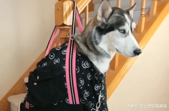 二哈到处“便便”，结果被主人吊起来，狗：准备重新装修吧