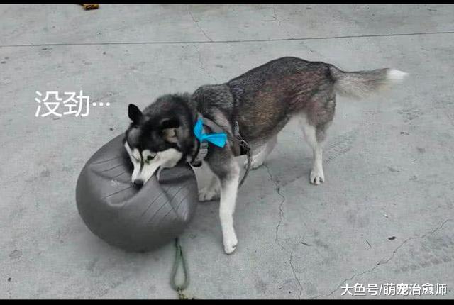 给哈士奇买了瑜伽球，以为够它玩一会，结果几分钟就被咬漏气了！