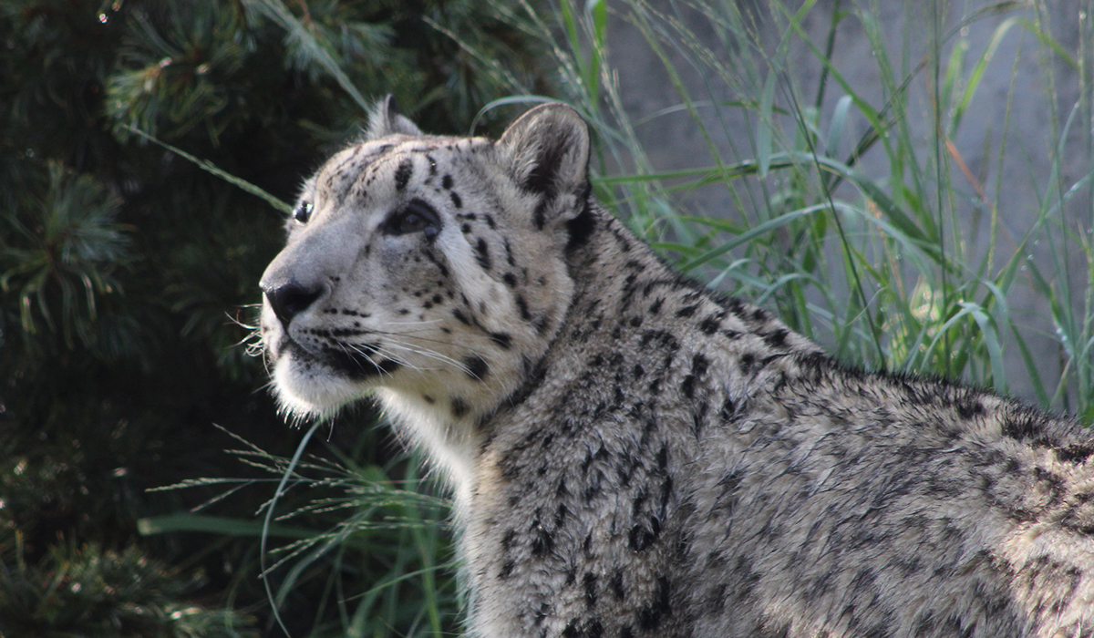 老虎、狮子、雪豹这些大猫的活动范围有多大？