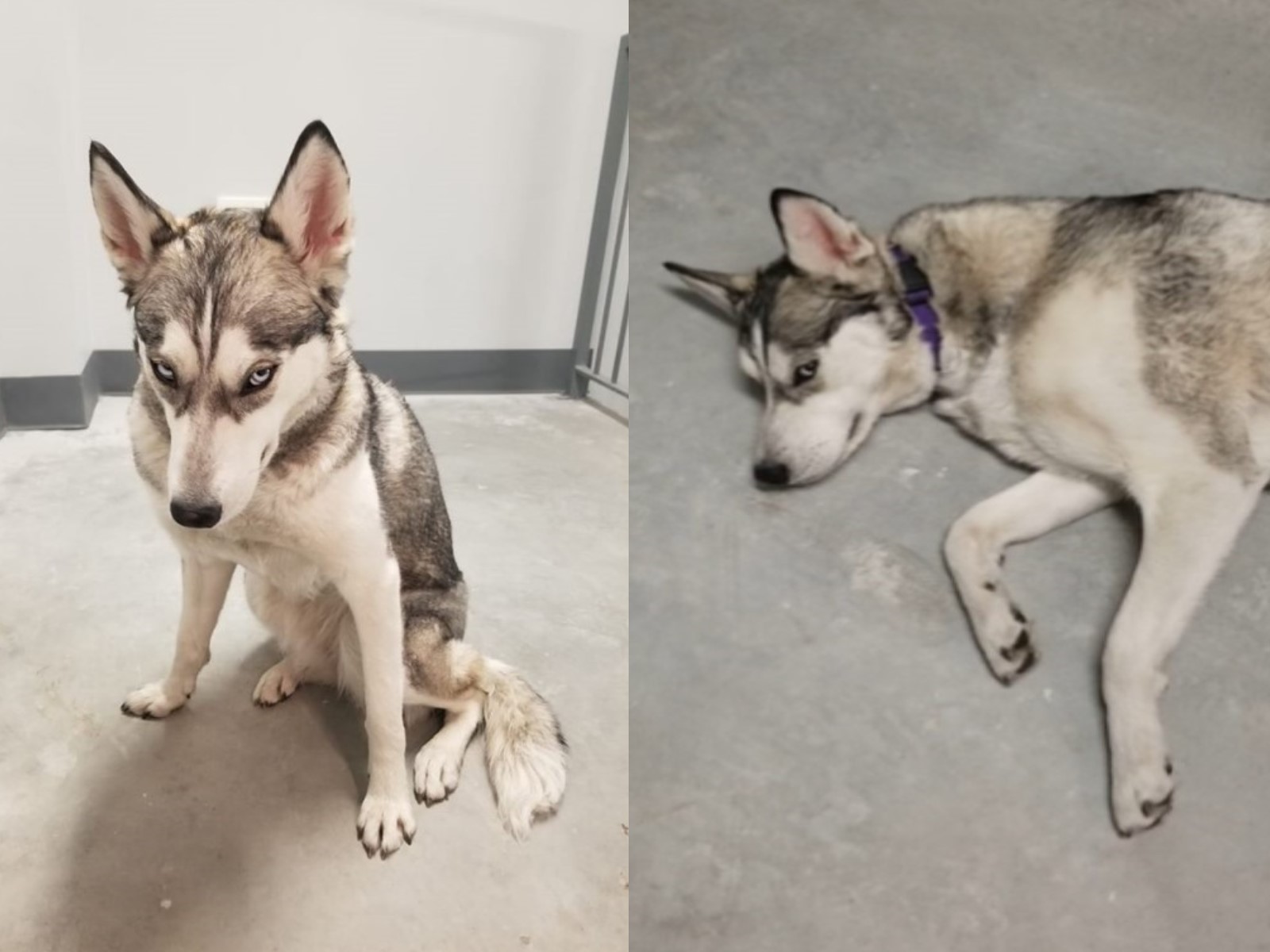 带二哈爬楼梯减肥？结果眼神亮了！网友：哈士奇从没让我失望！