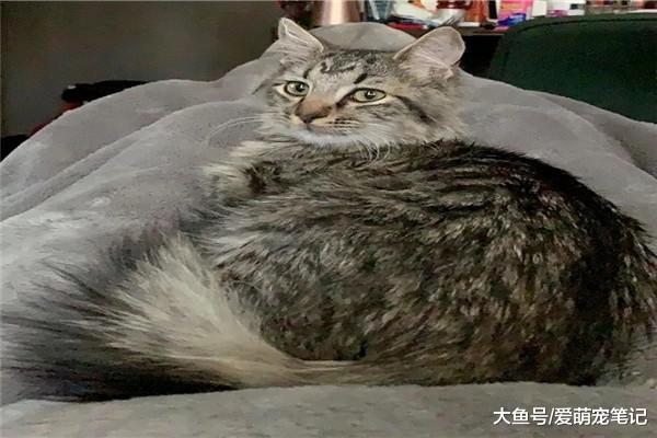 遛狗时捡到一只皮包骨的流浪猫，犹豫收养时，猫咪的反应让人心塞