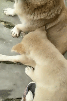 田园犬娇惯狗崽，两个月狗崽还没断奶，网友：妈宝男……