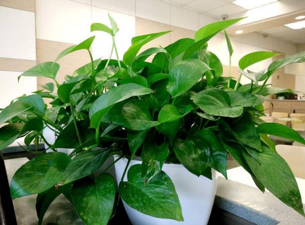 这5种植物是天然空气净化器，把它养在家里，家人起码多长寿几年