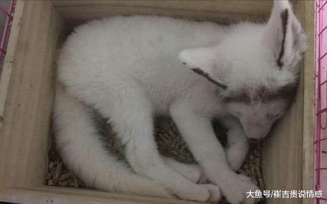 男子捡回一只小动物，像猫咪像狐狸又像熊猫，究竟是什么怪物？