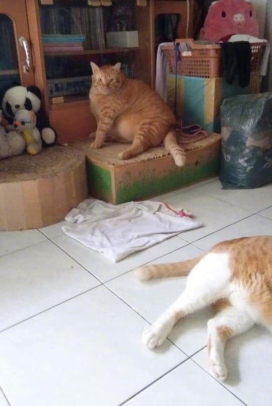 被猫咪碰瓷了怎么办？
