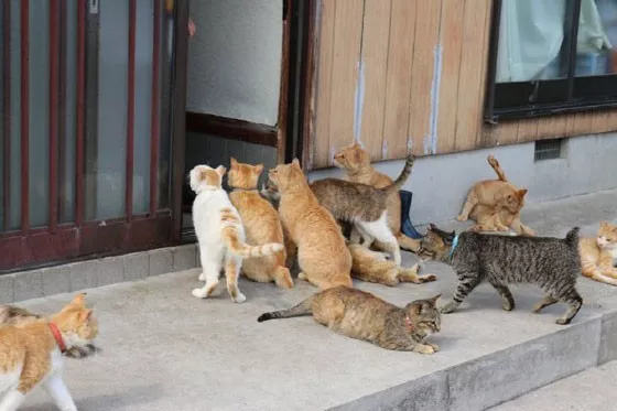 生活在猫岛的一老奶奶，每天被一群猫叫醒，这是什么快乐人生啊！