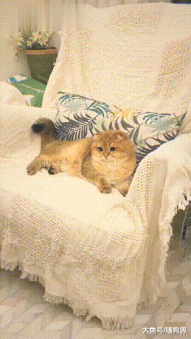 主人：我買25一根的口紅省錢養你，你居然拒絕我的吻！貓：額