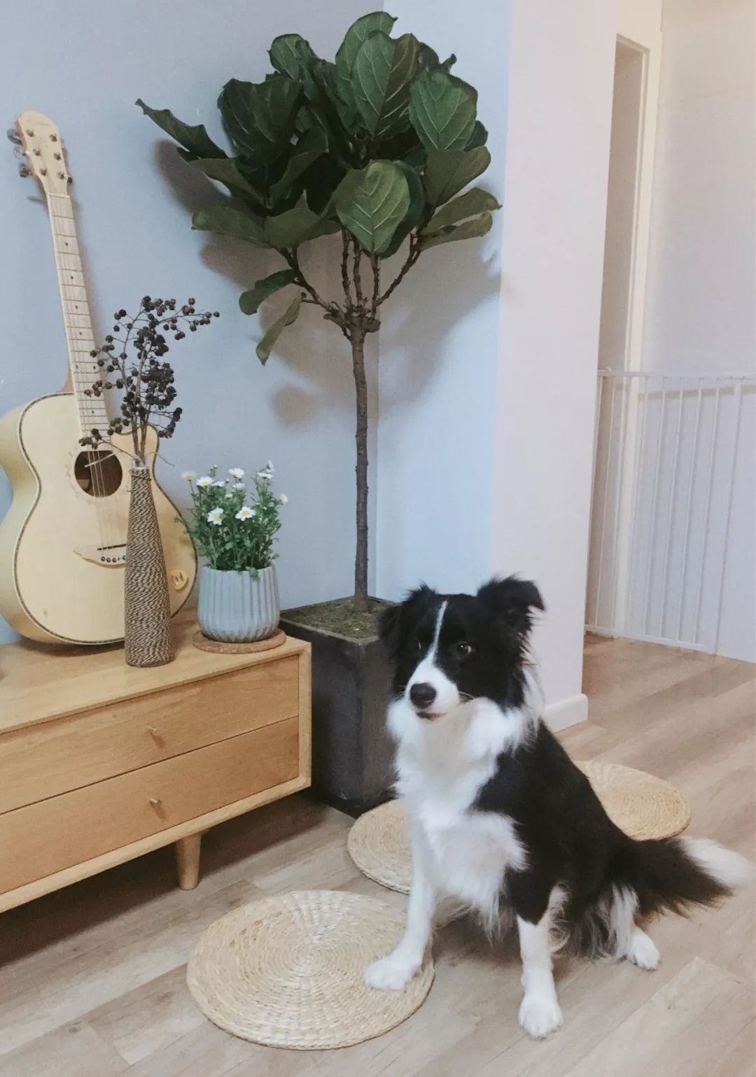 网红绿植琴叶榕，凭啥闯进千万家？