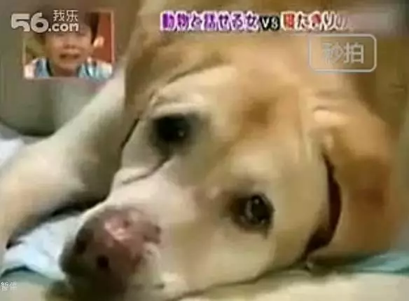 狗狗即将离世，有人翻译出了狗狗的遗言，眼泪控住不住了------