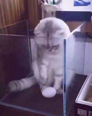 猫咪一觉醒来发现自己身下有个蛋，立马清醒：我难道是一只母鸡？