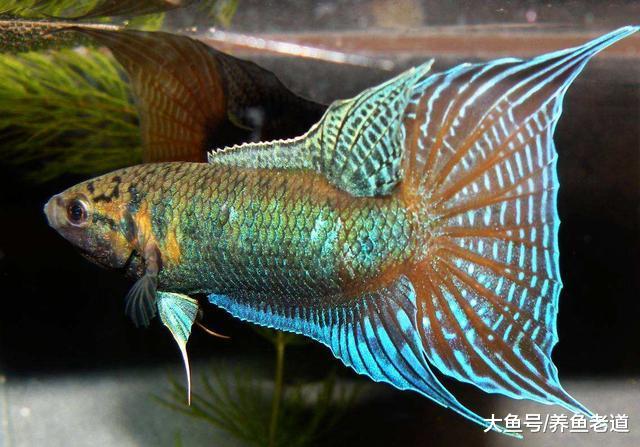 中国斗鱼逐渐登上国际舞台，与泰国斗鱼相比，它们有何优势？