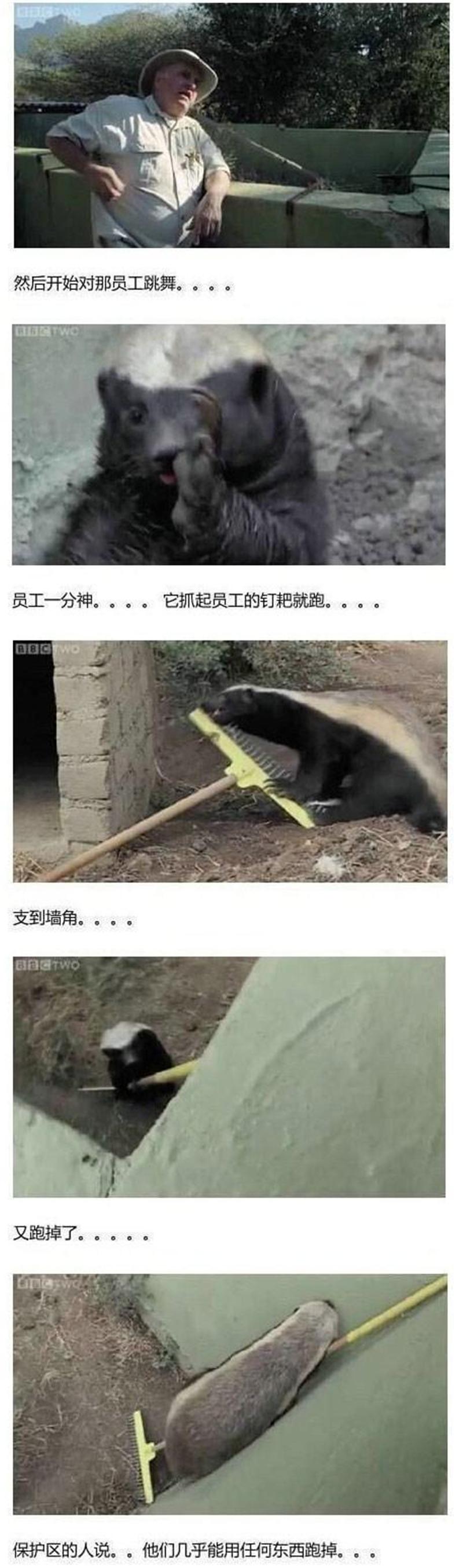 蜜獾智商上线，“平头哥”摇身一变成“越狱哥”，管理员：困不住