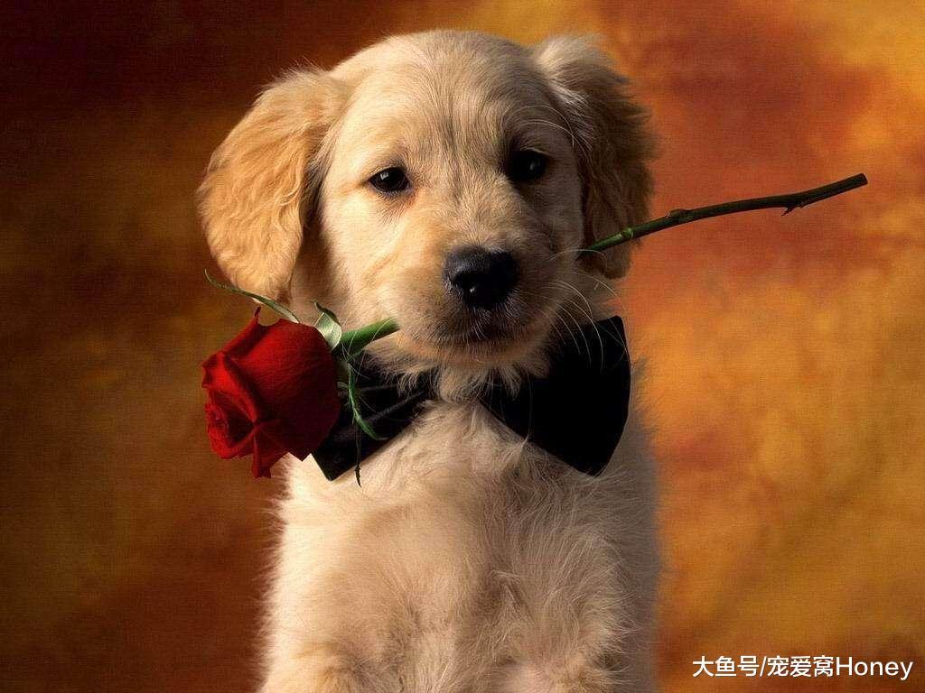 這三件你以為狗狗可能不需要的事，反而對狗狗的健康至關重要！