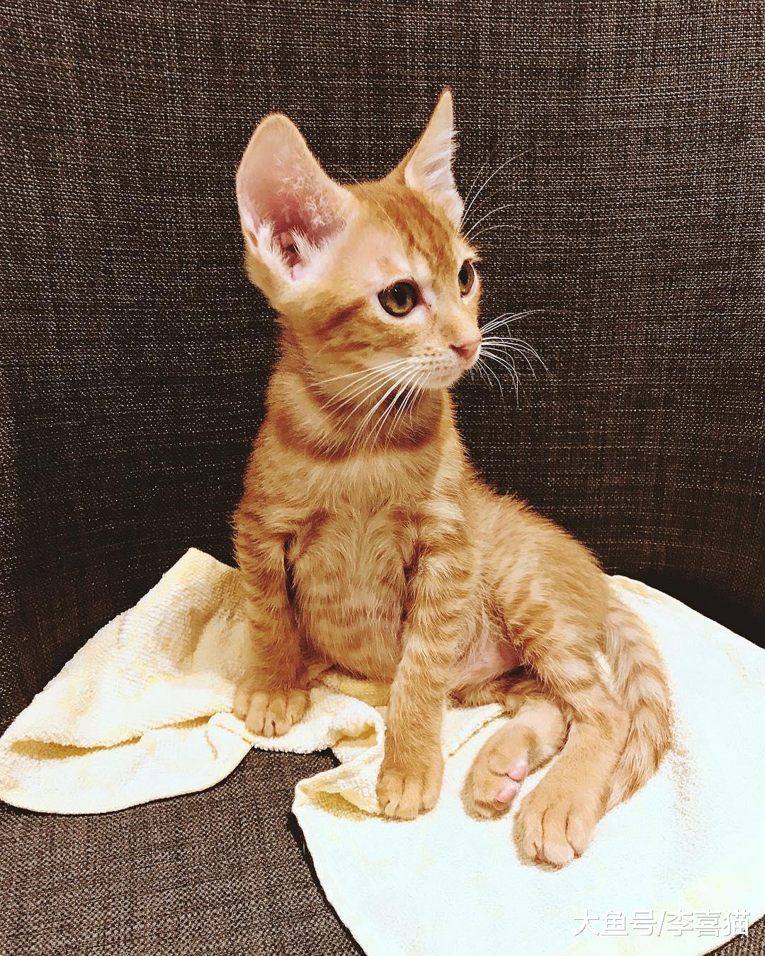 家里有猫的铲屎官出远门前要做好充分的准备，寄养并不是最优选择