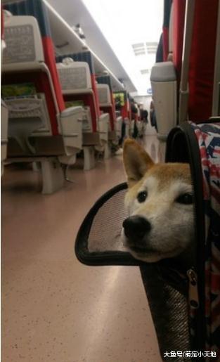 流浪柴被狗追秒跳电动车求救，他直接载走救援隔天却变主人