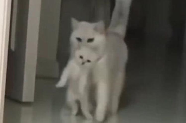 小猫闯祸被猫妈教训，连忙寻求主人帮助，主人：情景太熟悉了