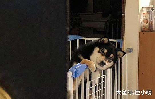 狗狗深夜等主人回家，探出半个头盯着，铲屎的你回来啦