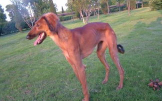 中国本土狗狗都有哪些