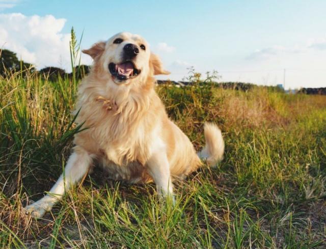 这5种狗最难遛，散步时都不知道到底是谁遛谁，你家爱犬也是吗？