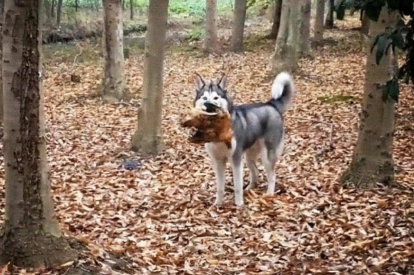 二哈在乡下玩，突然叼回了个东西，仔细一看，要准备赔钱了