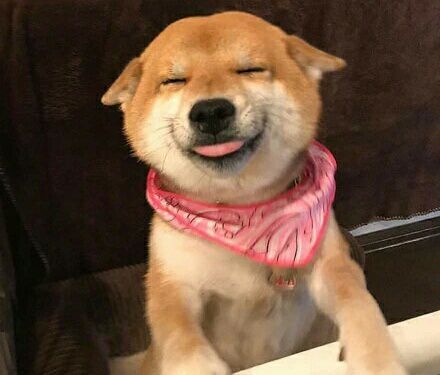 柴犬的笑容太暖了，看见它的笑，我的心情就好多了