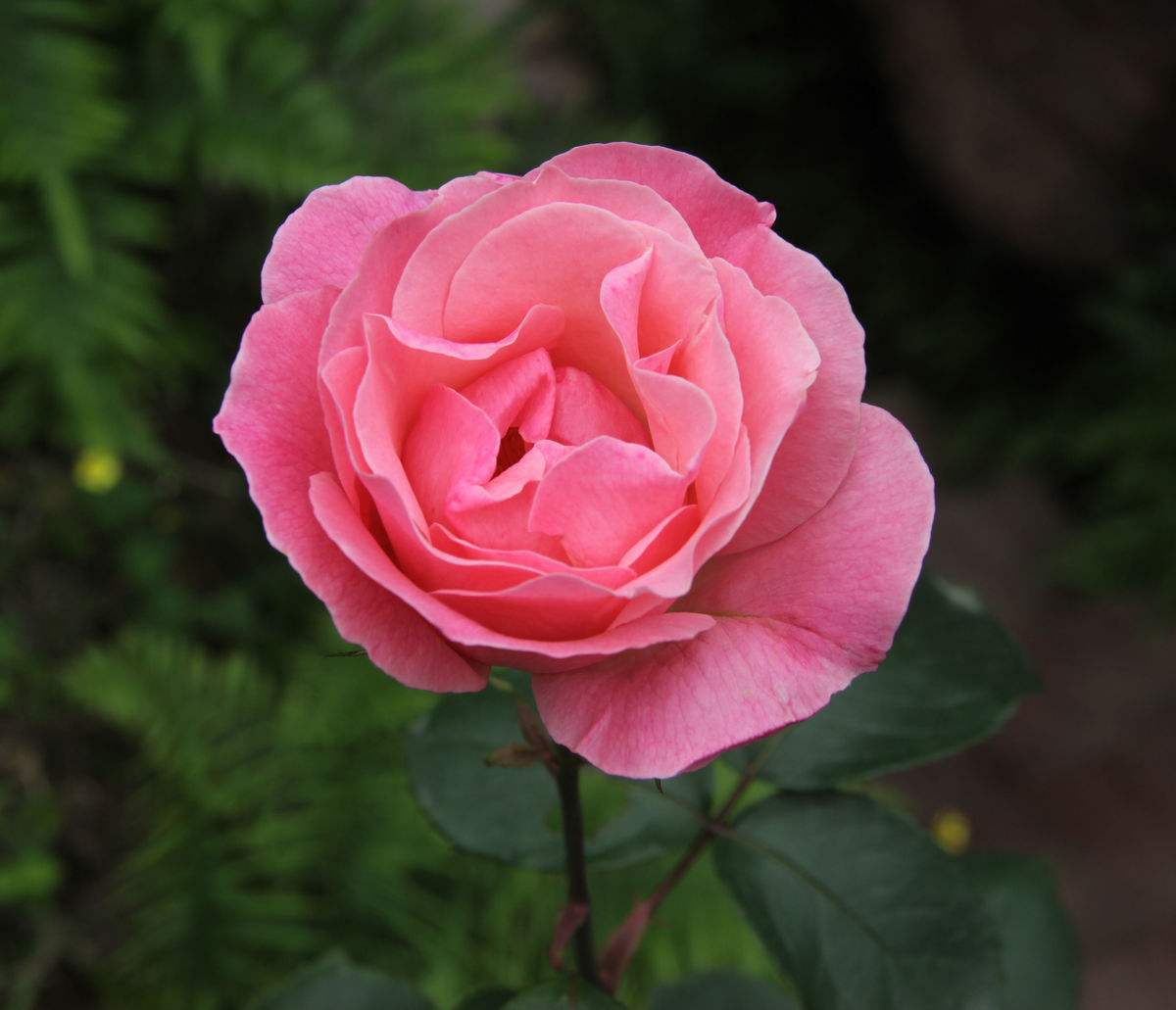 下面为大家介绍一下月季盆栽的经验