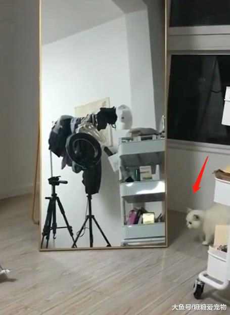 猫咪看到镜子好奇，走到镜子面前却吓到了，喵：这是什么玩意儿?