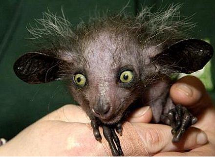 地球上4大长相特殊宠物, 图2很动漫，图3给100万都不敢养