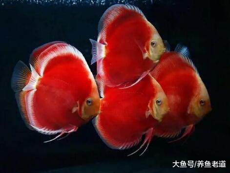 饲养观赏鱼，迅速把水温提高到32度，这一绝招会有哪些好处？