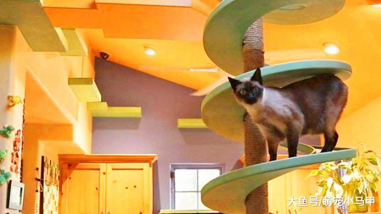 养猫不能太主动？这些事可要自觉点