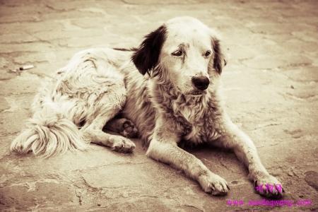 狗狗便秘后大便又干又硬，具体有5个原因，不一定多喝水就能解决