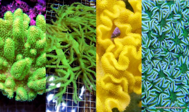 消失的斐济极品珊瑚，何时能在我们的海缸里再现？