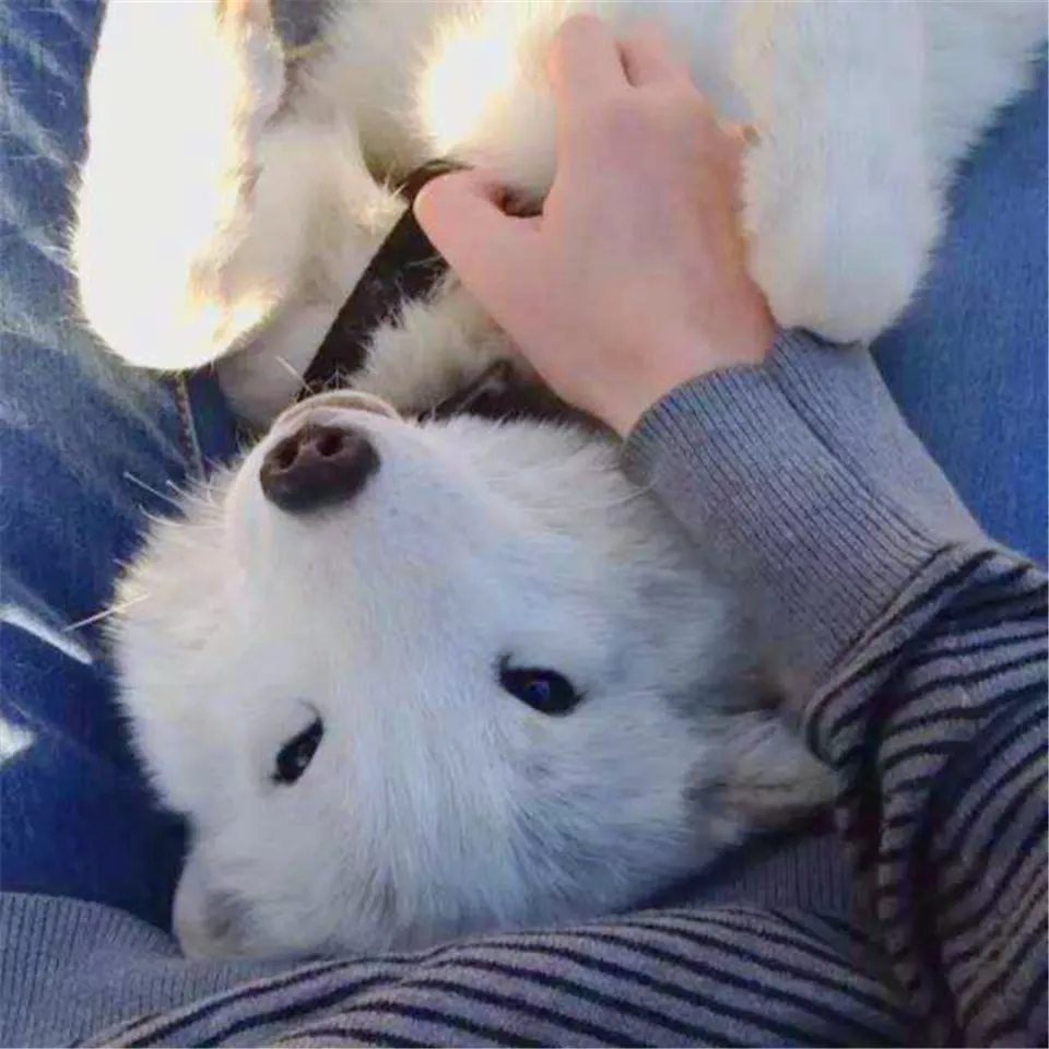 小狐狸闯闹市被抓, 兵哥哥当成狗狗喂养三天, 网友: 白浅上仙!