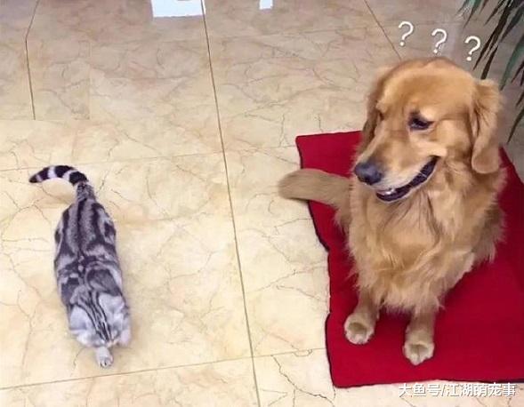 貓咪強占金毛的狗墊，狗子：主人你管管你這個小霸王啊！