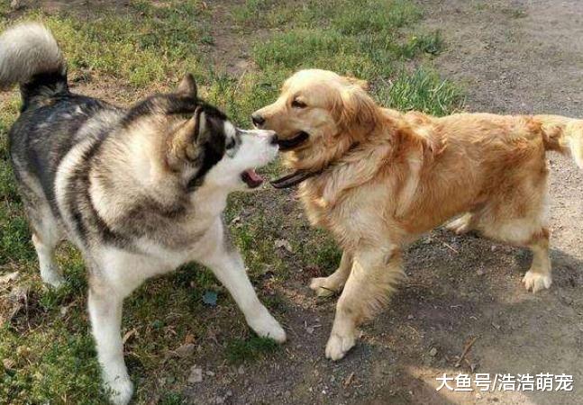 都说哈士奇是二货，但你知道它是怎么犯二的吗？看完笑的我肚子疼