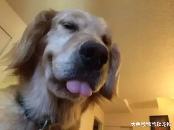 为什么狗狗喜欢在你睡觉的时候盯着你看？这个答案有点小揪心...