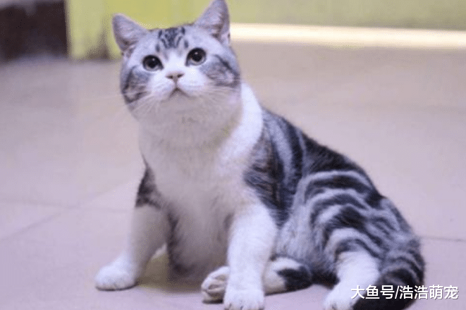 对猫毛过敏的话，就不要养这5种猫！它们太爱掉毛了