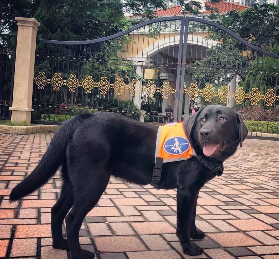 工作犬为保护主人意外离世，主人精神低落轻生，随爱犬而去