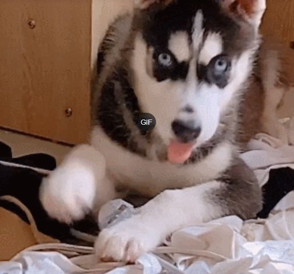 哈士奇拆家被抓个现行，二哈抬头看一眼，皮一下就是嚣张