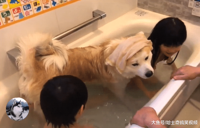 爸爸帮小主人洗澡，没想到秋田犬也挤进来，狗：我也是宝宝