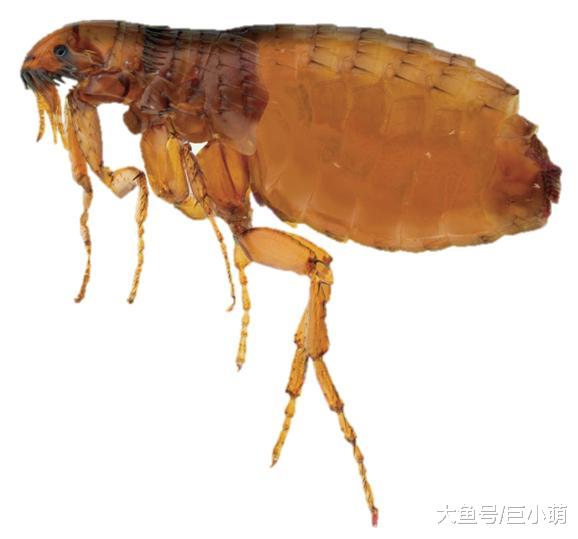 跳蚤生生不息，有时给狗狗驱虫都没用，因为主人只关注了狗狗