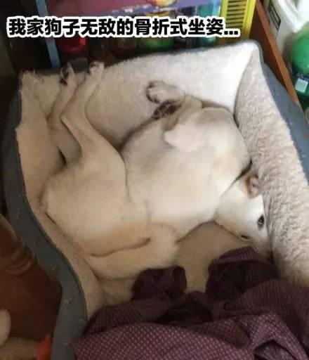 宠物坐姿大赛，各种沙雕坐姿，仔细一看笑岔气了