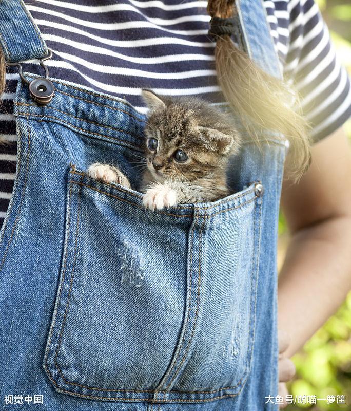 从出生到第六周，小猫咪都会经历的变化，一天一个样真不是夸张